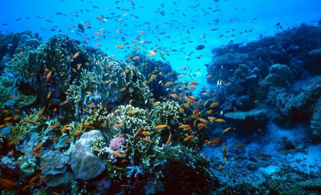 submarinisme-costa-brava-girona