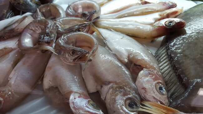 can_dalfo_producto_fresco